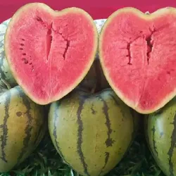 Watermelon Shaping Mold - Heart - SquareKeuken