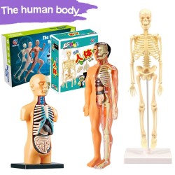 Menschlicher Torso / Skelett - Modell Anatomie - medizinische innere Organe - für den Unterricht