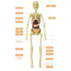 Menselijk torso/skelet - modelanatomie - medische inwendige organen - voor onderwijsEducatief