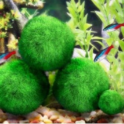 Aquarium mini mosbal - decoratieve nanoplantDecoraties