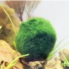 Aquarium Mini Mooskugel - dekorative Nanopflanze