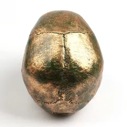 Menselijke schedel gemaakt van hars - bronsBeelden & Sculpturen
