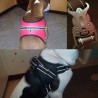 Dog's harness collar lead vestCollars & Leads