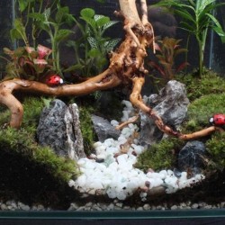 Natural tree trunk driftwood - aquarium fish tank reptile cylinderAquarium